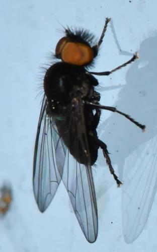 Platypeza hirticeps